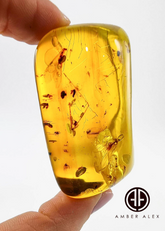 Natural Amber Free Shape Cabochons With Insects
